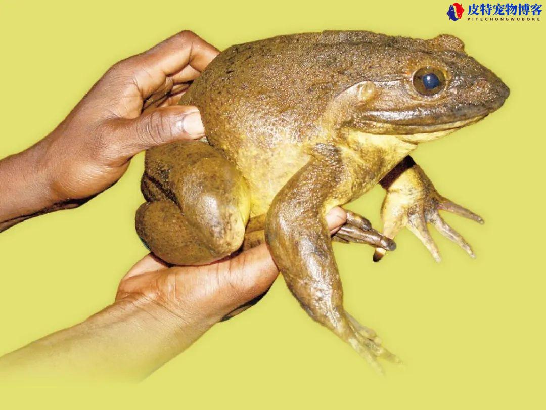 非洲巨蛙可以吃吗有毒吗，世界上最大的蝌蚪，非洲巨蛙长什么样子