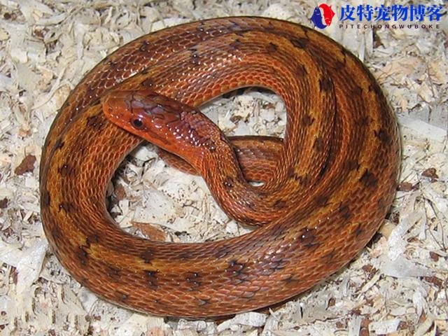 黄梢蛇有毒吗，黄梢蛇的功效与作用，常见的无毒蛇种类有哪些