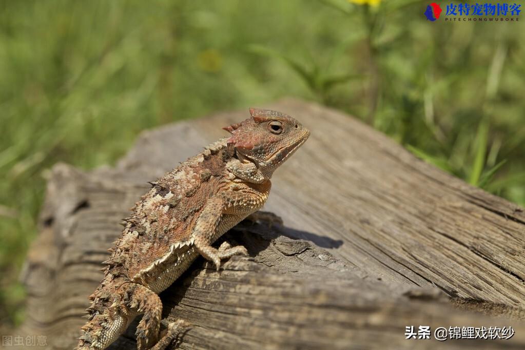 角蟾介绍，金蟾有角好还是没角好