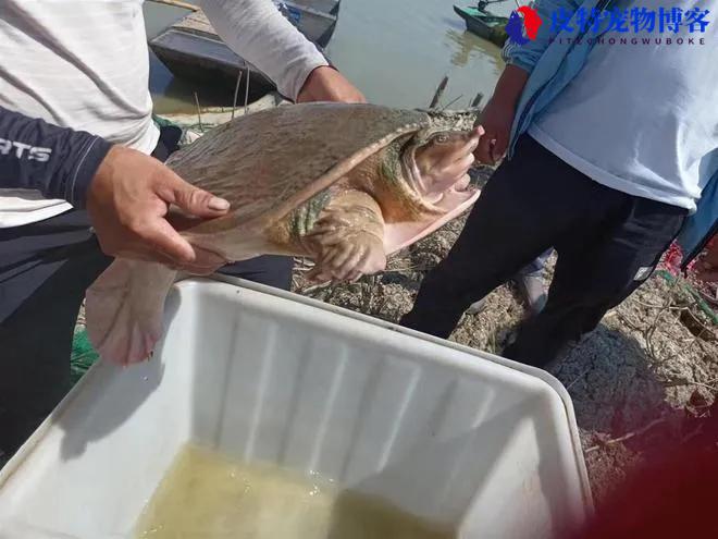 佛罗里达鳖能吃吗，和中华鳖如何区分，我们这里养殖的是什么鳖呢