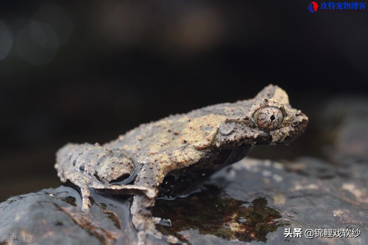 角蟾介绍，金蟾有角好还是没角好