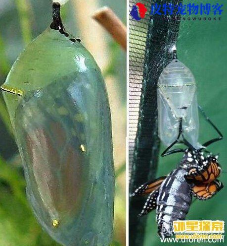 黄金蛇是什么东西，长什么样子，地球十大神秘黄金色生物是什么