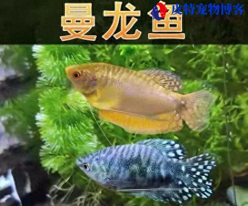 荧光斑马鱼可以和孔雀鱼一起养吗（了解荧光斑马鱼的养殖适宜度）