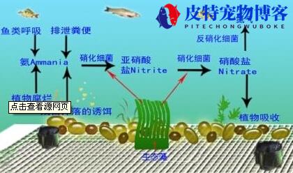 地图鱼水温在多少度合适（了解地图鱼对水温的耐受能力）