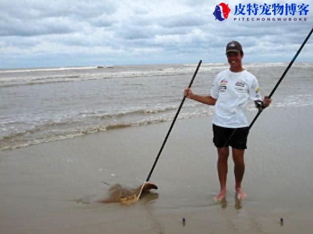 鳐鱼能吃吗，鳐鱼尾巴针有毒吗，老板鱼又叫什么鱼