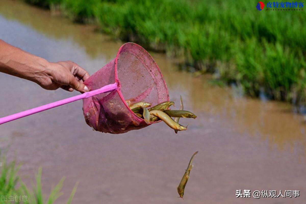 钓鱼黑幕大揭秘：对泥鳅恶行的致命影响！