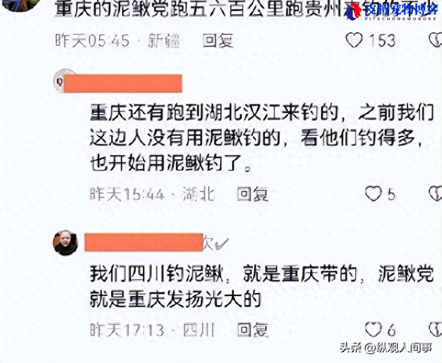 钓鱼黑幕大揭秘：对泥鳅恶行的致命影响！