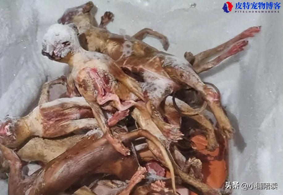 猫肉假冒猪羊肉：食品欺诈案中的隐形杀手！