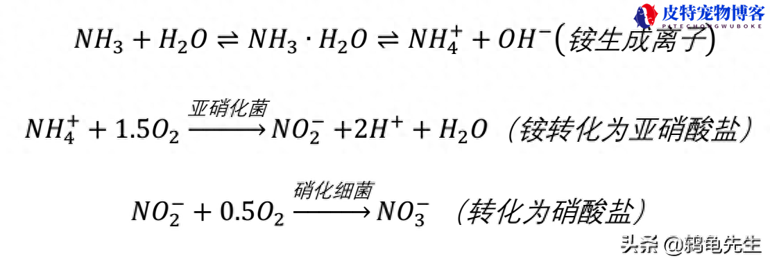 草缸长绿丝藻说明硝化细菌多吗，鱼缸爆藻最有效的处理方法