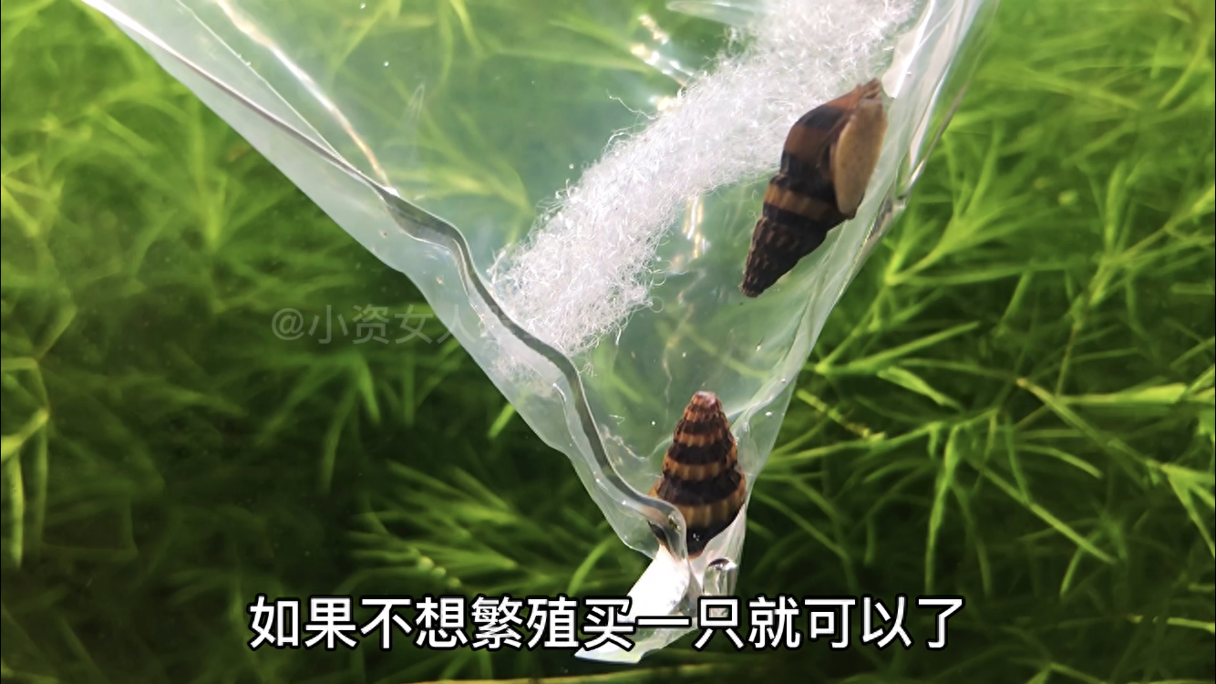 苹果螺爆缸的好处和坏处，苹果螺怎么繁殖的