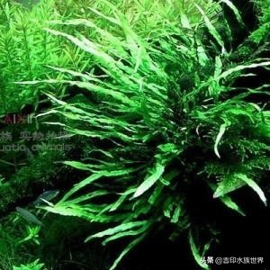 鹿角苔是莫斯吗，鹿角苔正确养殖方法，水草有哪些种类和特征