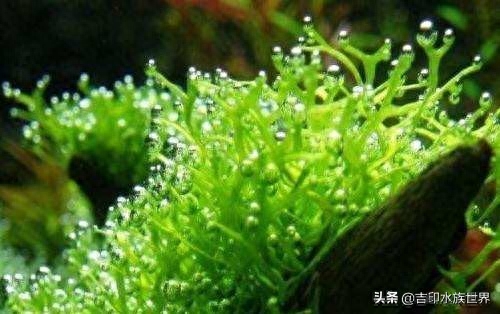 鹿角苔是莫斯吗，鹿角苔正确养殖方法，水草有哪些种类和特征