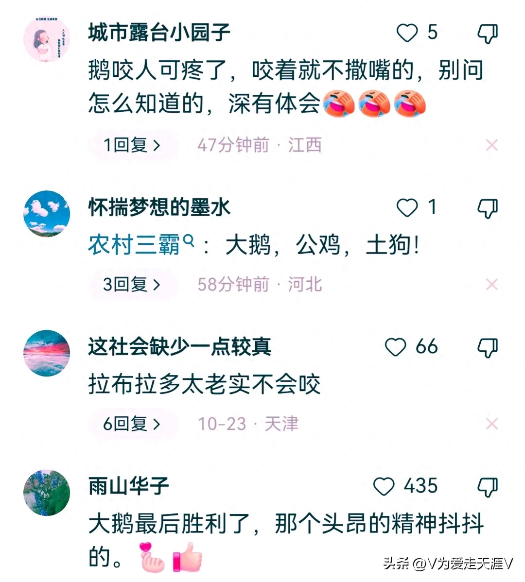 狗狗欺负鹅？看大白鹅如何翻身让狗狗求饶！