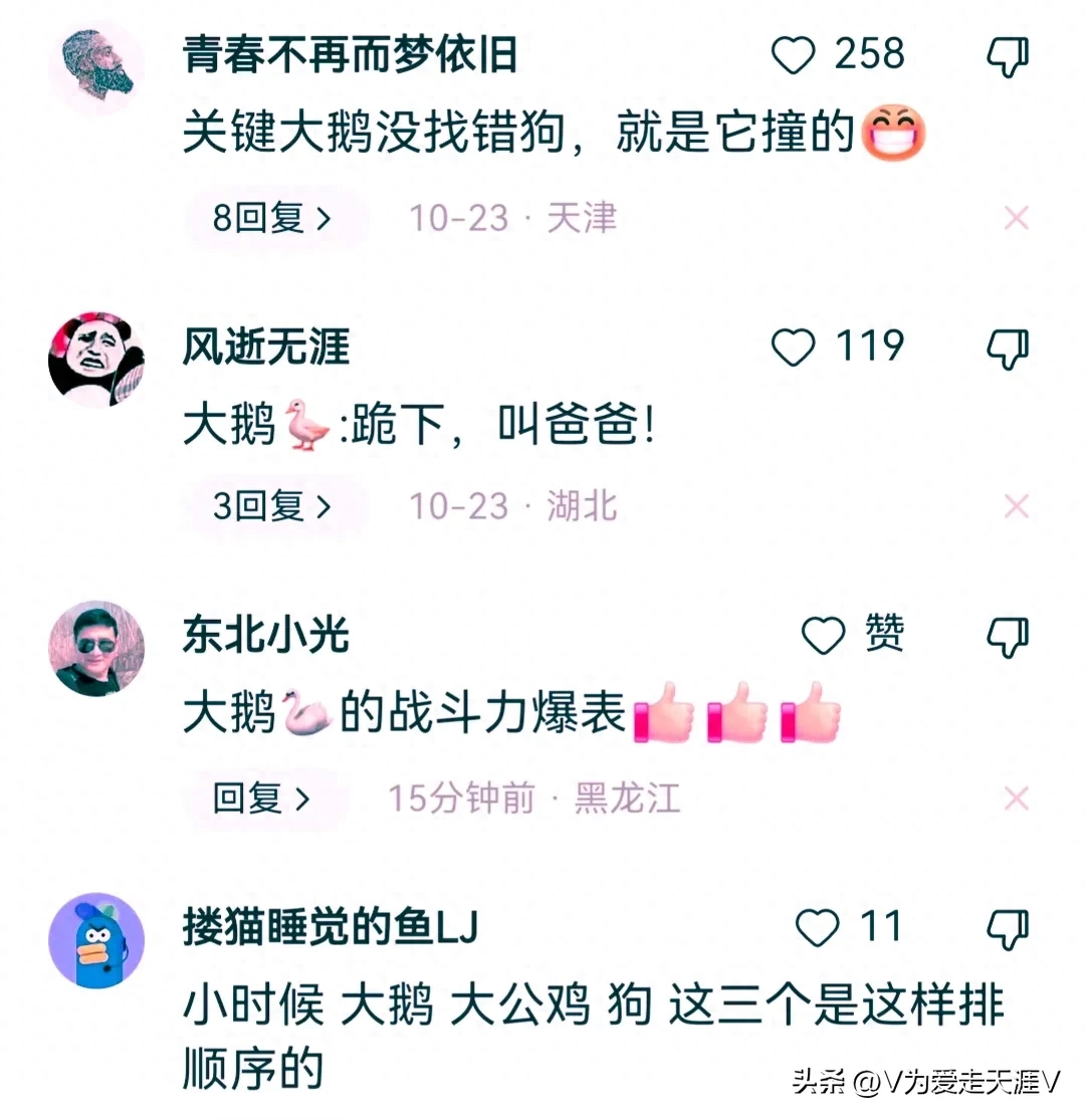 狗狗欺负鹅？看大白鹅如何翻身让狗狗求饶！