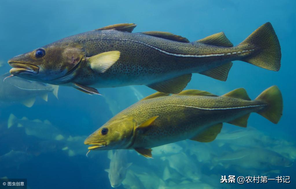 银鳕鱼和鳕鱼的区别营养价值，银鳕鱼是海鱼还是淡水鱼