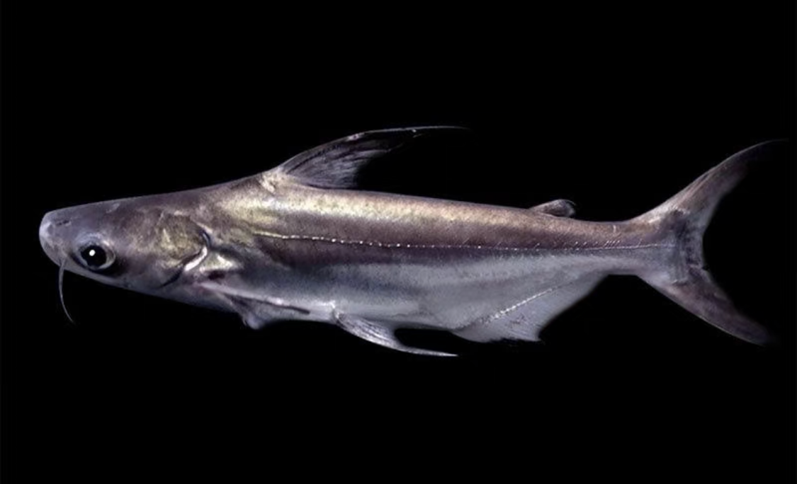 观赏鱼成吉思汗鲨能长多大，一米鱼缸养什么鱼最好看