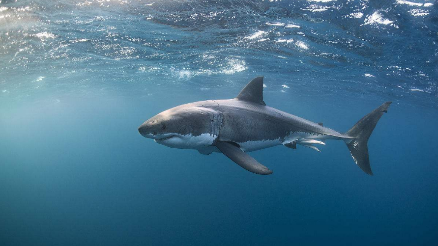 鲨鱼的天敌（解析鲨鱼在自然界中的天敌和捕食力）