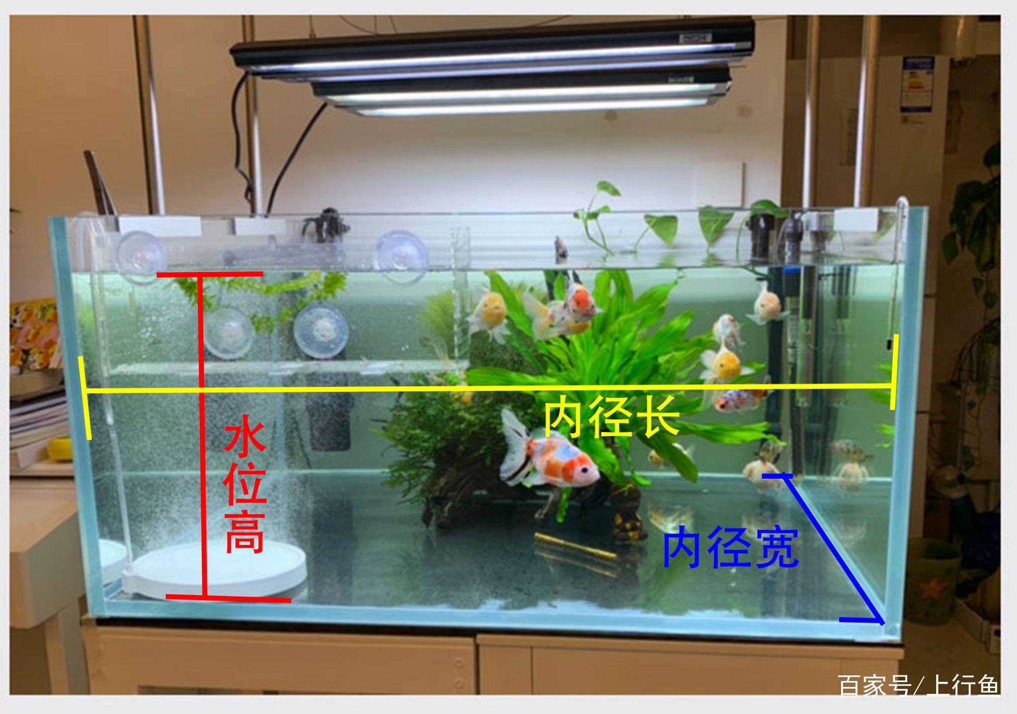 鱼缸水量计算公式（提供简便的计算方法以保持鱼缸水质）