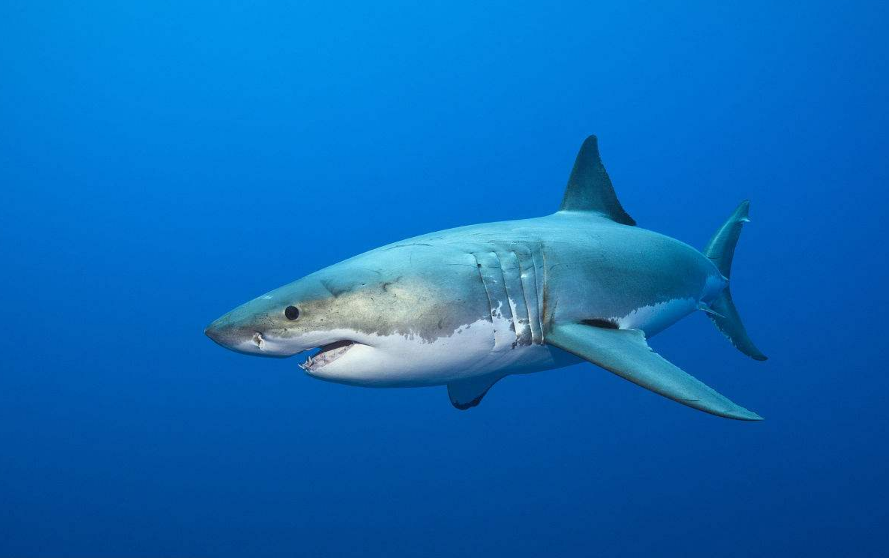 鲨鱼的天敌（解析鲨鱼在自然界中的天敌和捕食力）