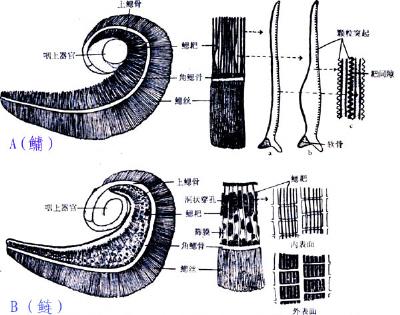 常见的鱼类养殖品种有哪些（列举几种常见的养殖鱼类）