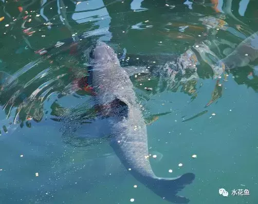 水中是否含有氧气（浅析水体中的溶解氧含量）