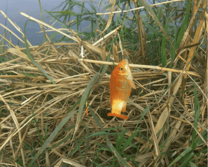 红鲫鱼适合食用吗（了解红鲫鱼的食用价值与禁忌）