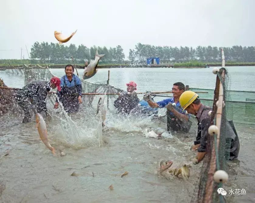 水中是否含有氧气（浅析水体中的溶解氧含量）