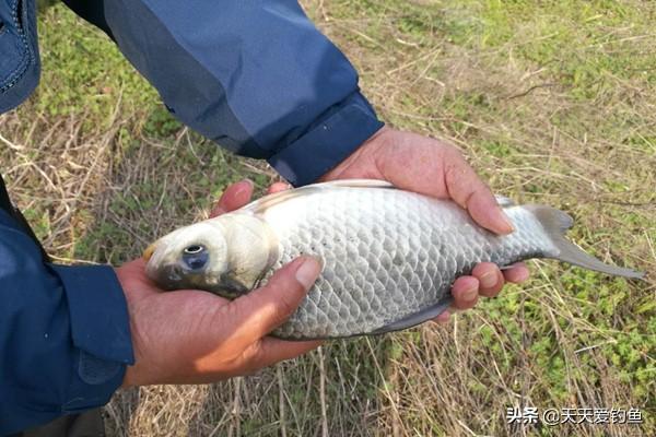 自制鱼饵的简单方法（使用白面为原料）