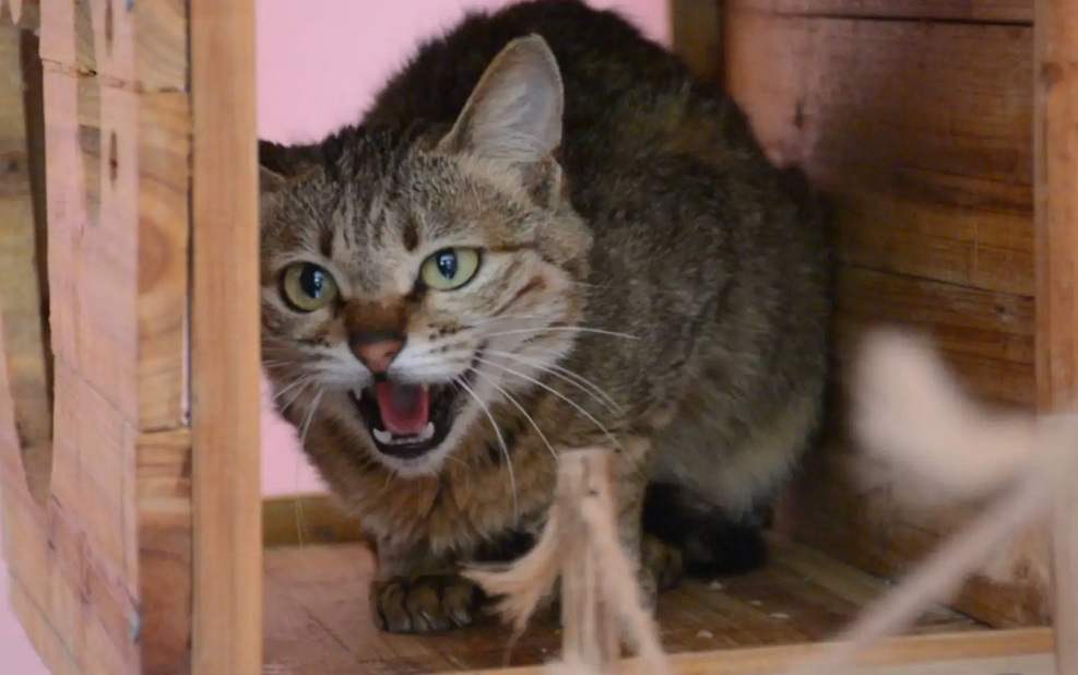 捡猫回家风水有个说法，民间说法对捡猫的影响有哪些