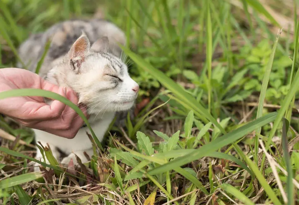 猫咪下巴红肿发炎什么原因造成，猫咪生病了会有什么表现