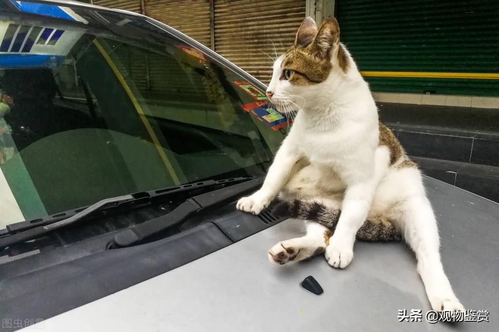 赶走野猫的绝招，怎么把野猫赶走不再来