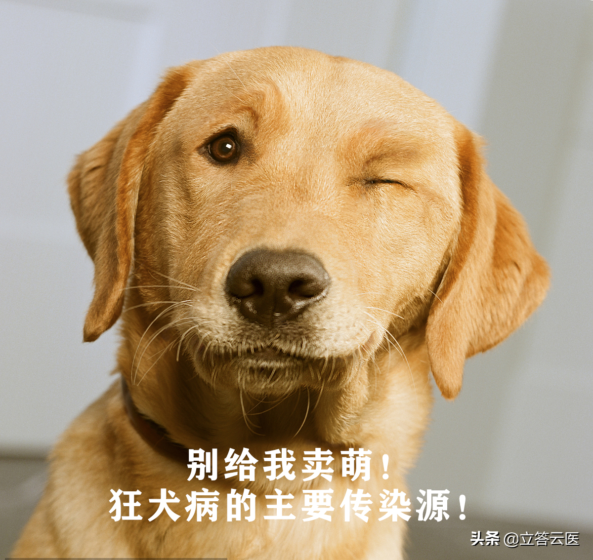 猫都有狂犬病毒吗，怎么判断猫狗是否有狂犬病