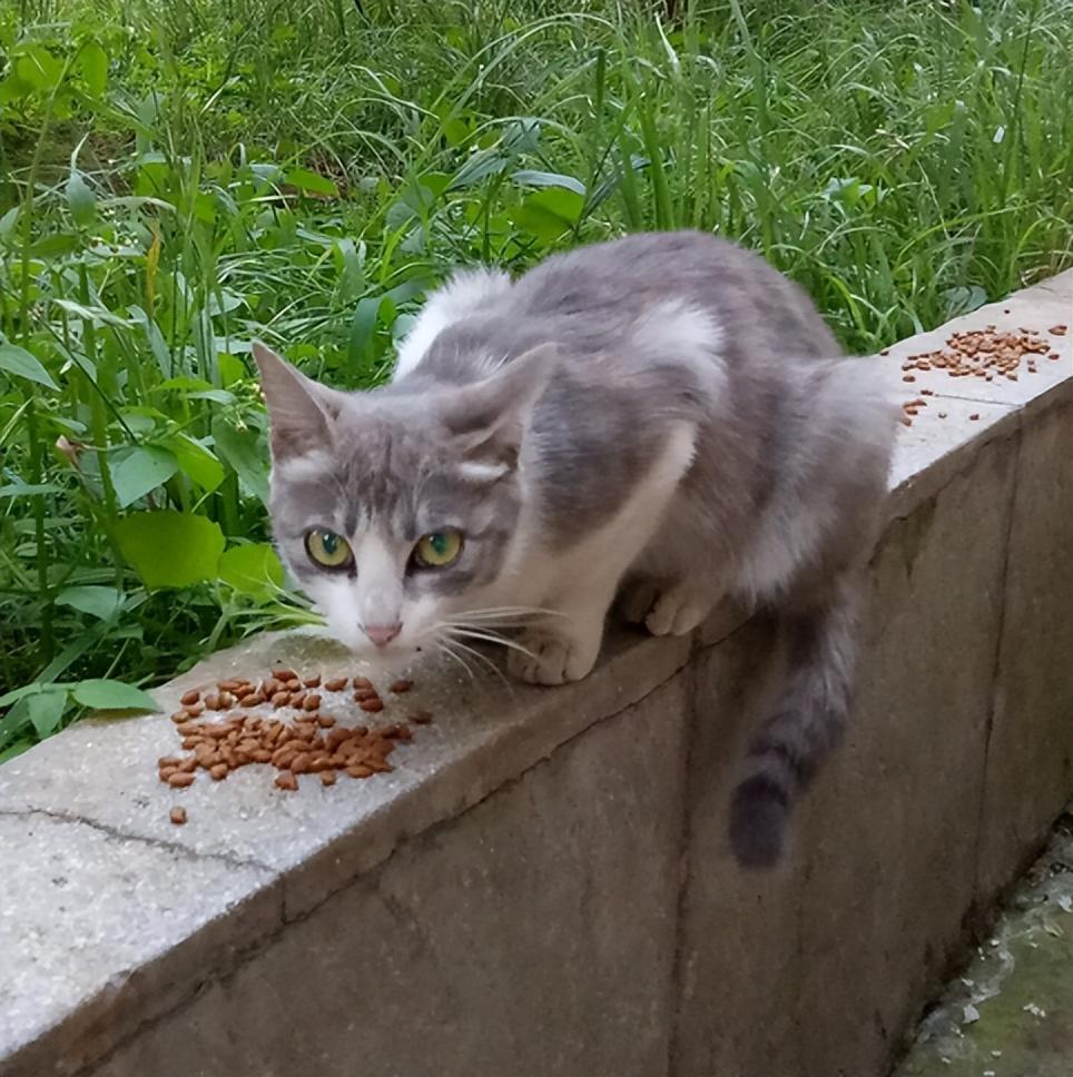 捡猫回家风水有个说法，民间说法对捡猫的影响有哪些