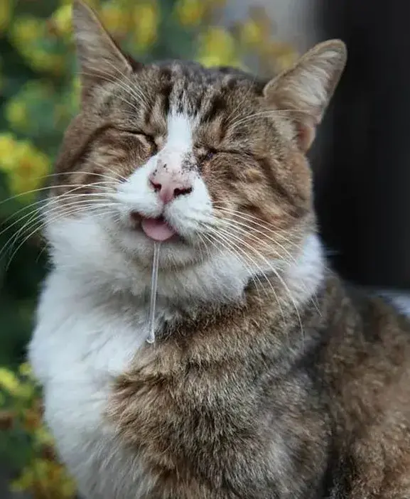 猫咪吐舌头是啥意思，猫咪呼吸急促吐舌头是应激吗