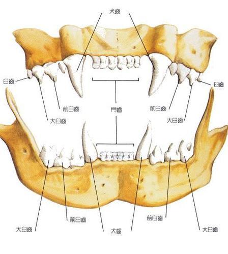 猫咪多大换牙掉了尖牙，怎么看猫牙齿分辨年龄