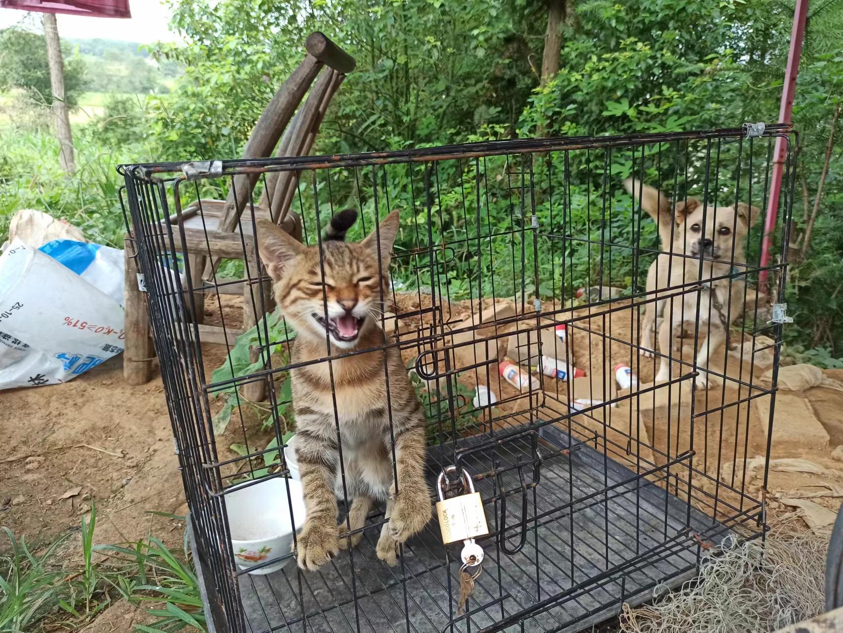 一个月的猫可以洗澡吗，一个月不到的小奶猫怎么养活