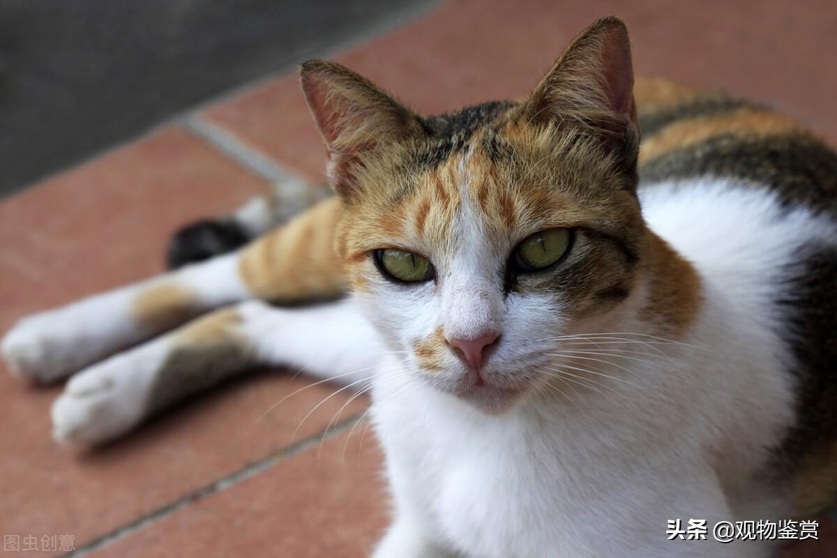 赶走野猫的绝招，怎么把野猫赶走不再来