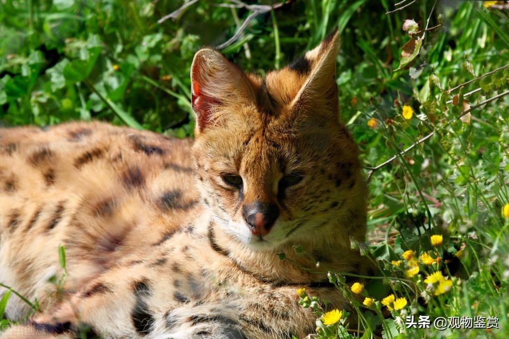 赶走野猫的绝招，怎么把野猫赶走不再来