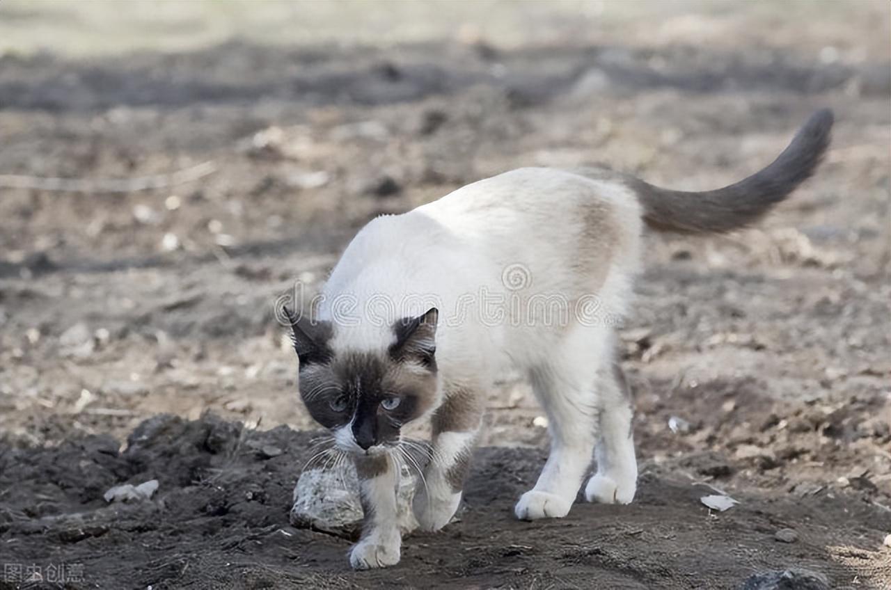 猫一天没拉屎怎么回事但是尿很多，家里养猫怎么解决拉屎问题