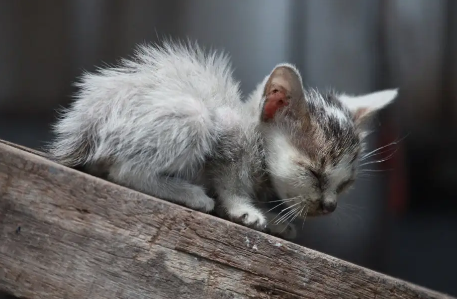 捡猫回家风水有个说法，民间说法对捡猫的影响有哪些