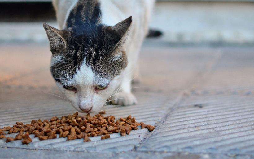 猫狂犬病症状能活多久，猫得狂犬病发作前兆是什么样