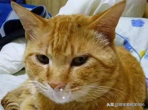 猫咪感冒症状表现有哪些，猫咪发烧摸哪个部位最明显