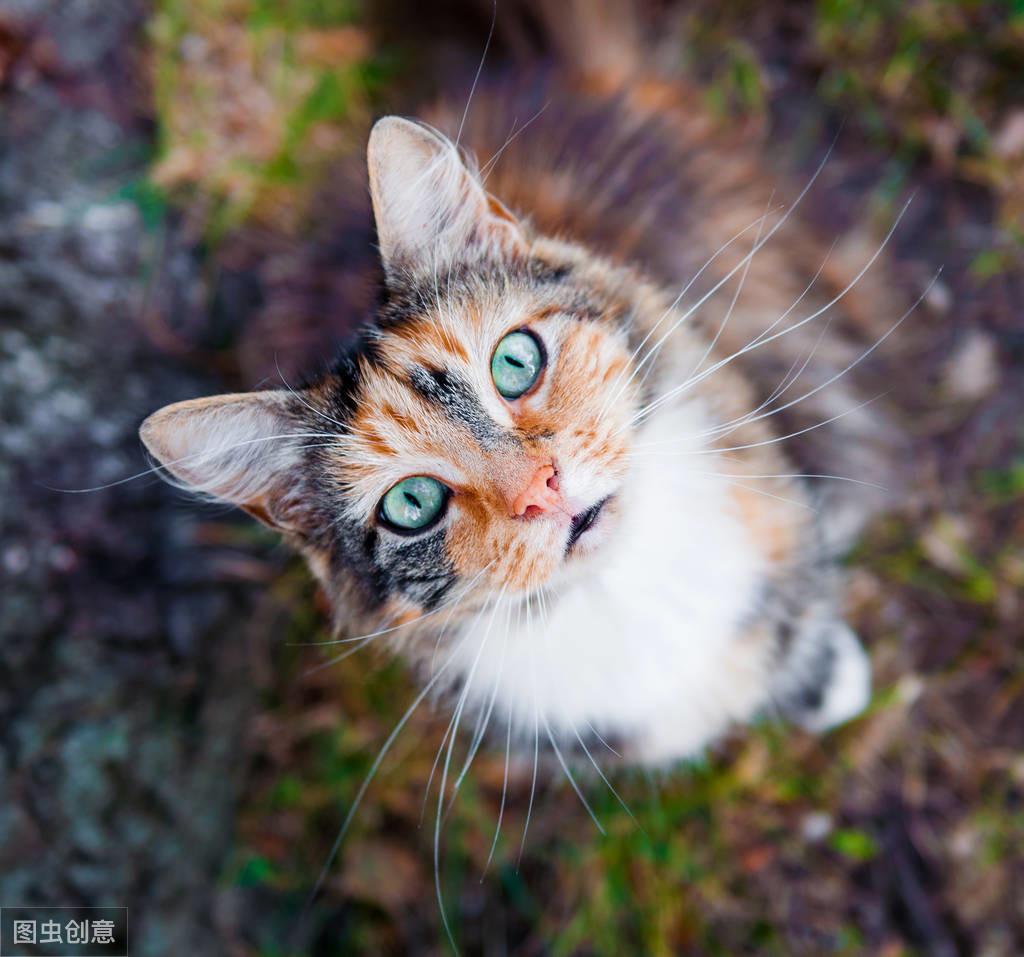 猫身上的跳蚤怎么清除干净，猫咪身体有跳蚤洗澡有用吗?