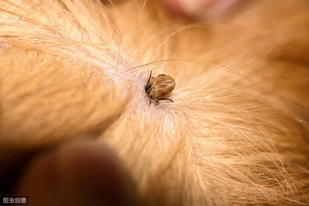 猫身上的跳蚤怎么清除干净，猫咪身体有跳蚤洗澡有用吗?