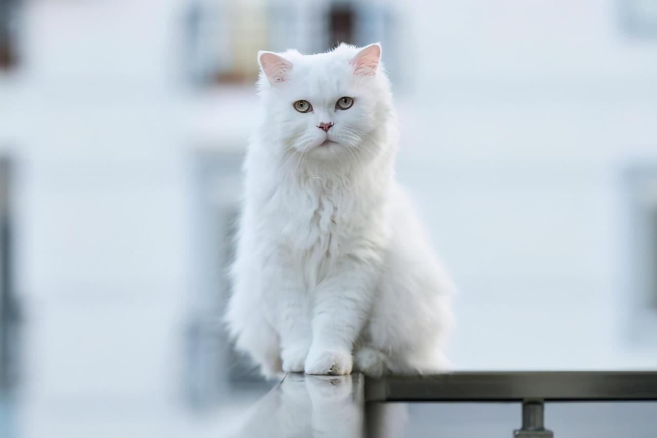 猫皮屑多是什么原因引起的，猫皮屑过敏还能养猫吗