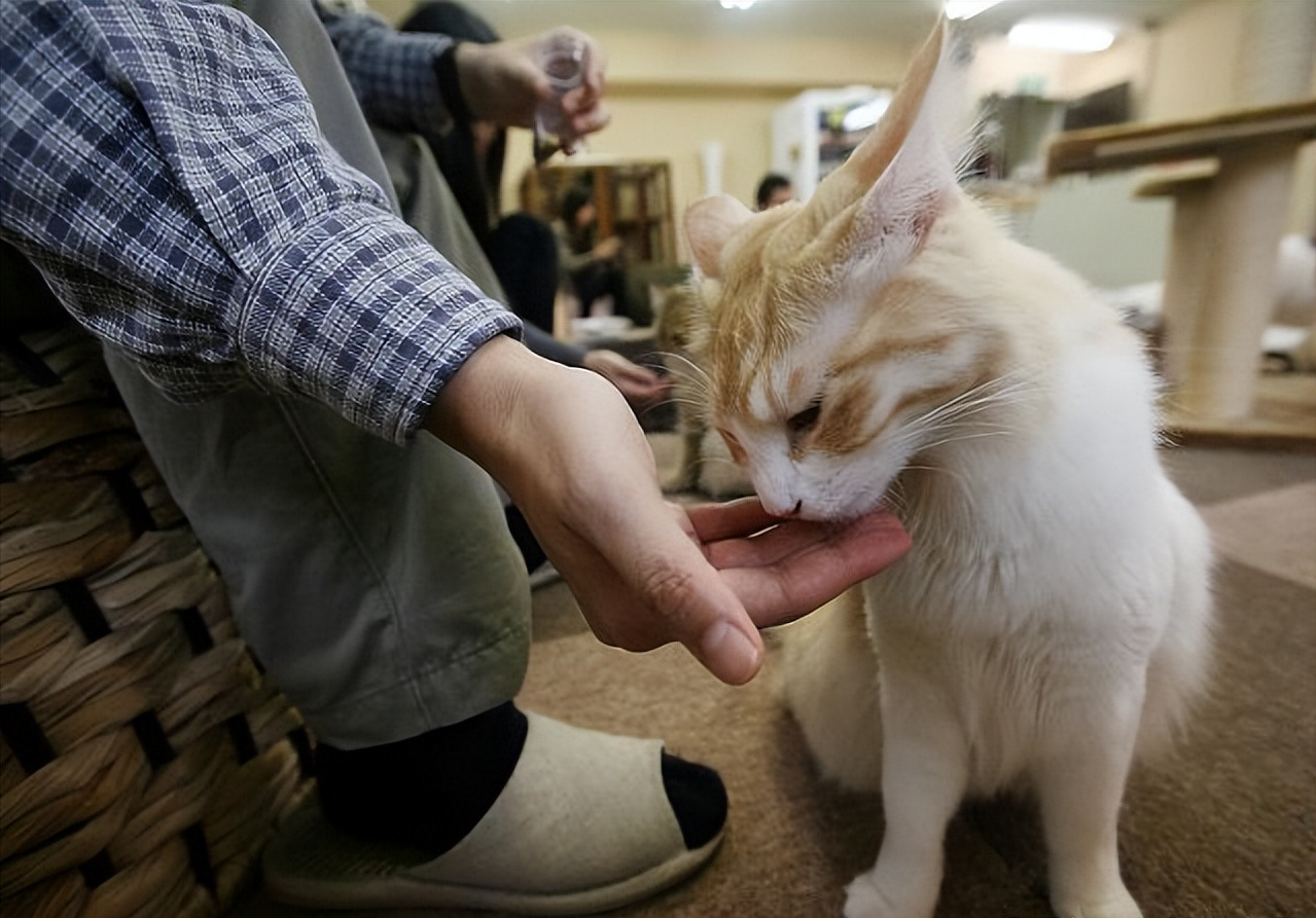 猫咪舔我的手,轻咬我的手是什么意思，猫抱着你的手又咬又蹬又舔