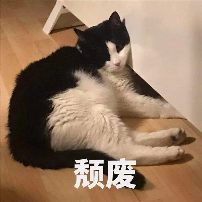 猫咪呼吸声音重像打呼噜正常吗，猫咪的呼吸声很重是什么原因