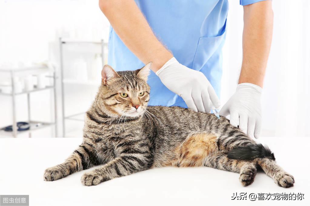 猫咪打疫苗多久打一次才有用，室内养的猫完全没必要打三联