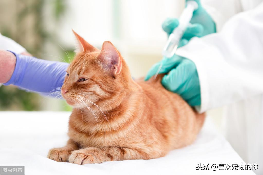 猫咪打疫苗多久打一次才有用，室内养的猫完全没必要打三联