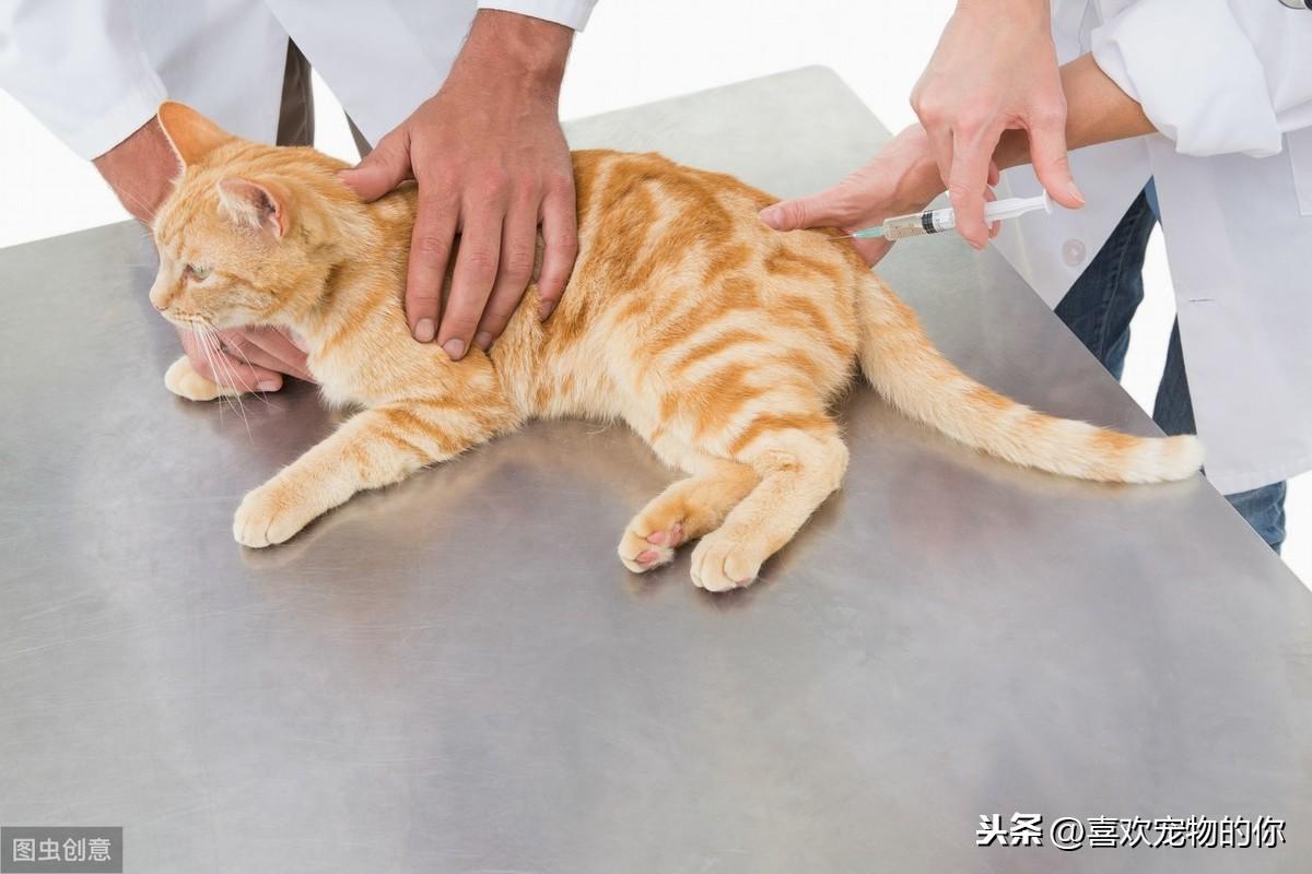 猫咪打疫苗多久打一次才有用，室内养的猫完全没必要打三联